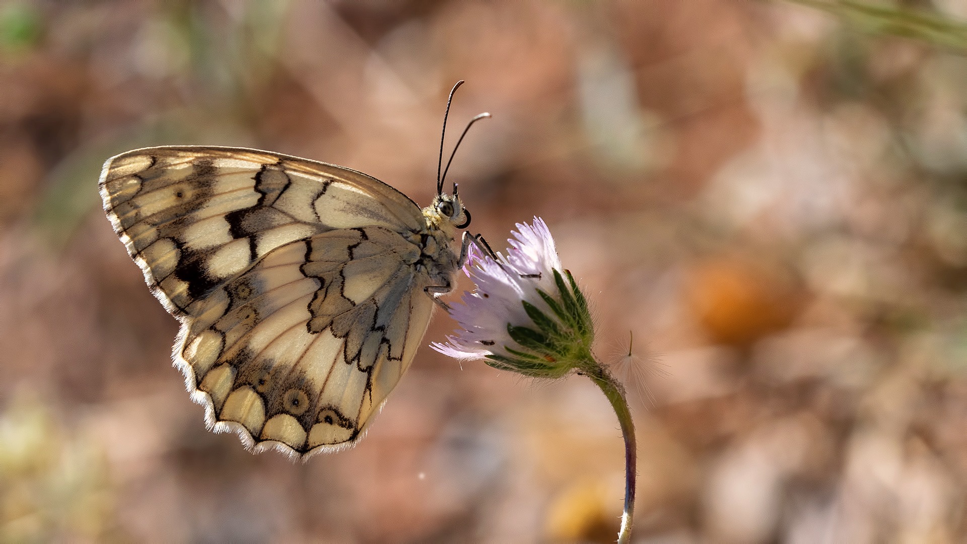 Melanargia grumi