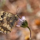 Melanargia grumi