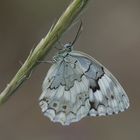 Melanargia grumi » Grum's Marbled White