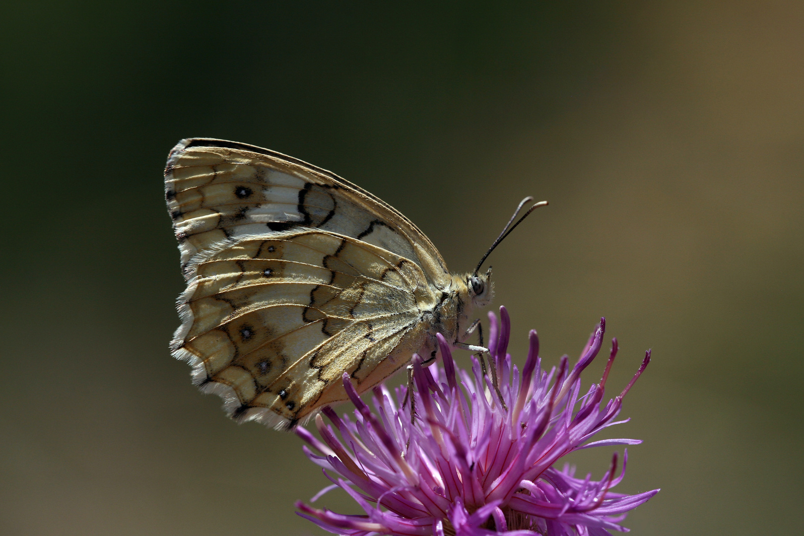 Melanargia hylata » Menetries-s Marbled White