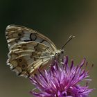 Melanargia hylata » Menetries-s Marbled White