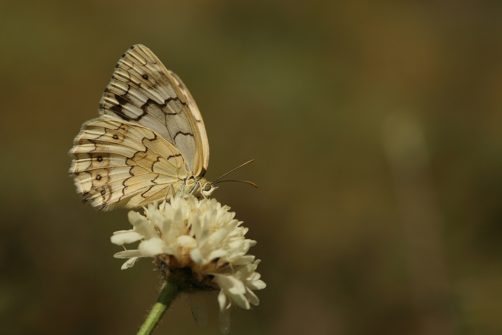 Melanargia hylata , Menetries-s Marbled White