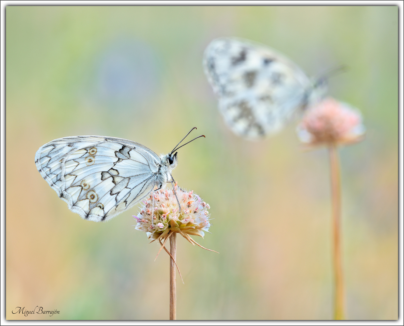 Melanargia lachesis