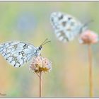 Melanargia lachesis