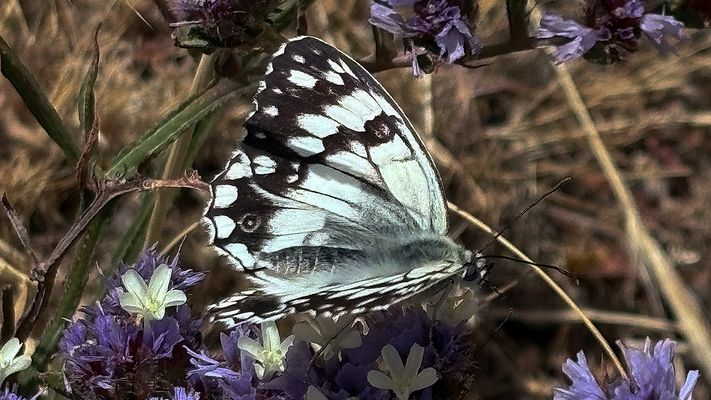 Melanargia lachesis