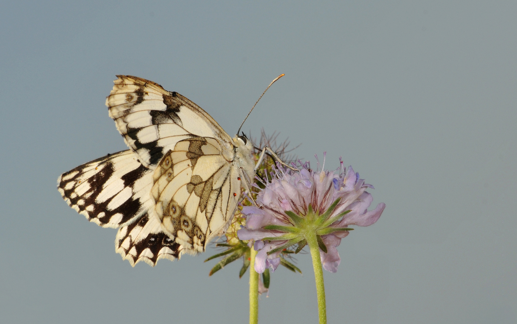 Melanargia lachesis