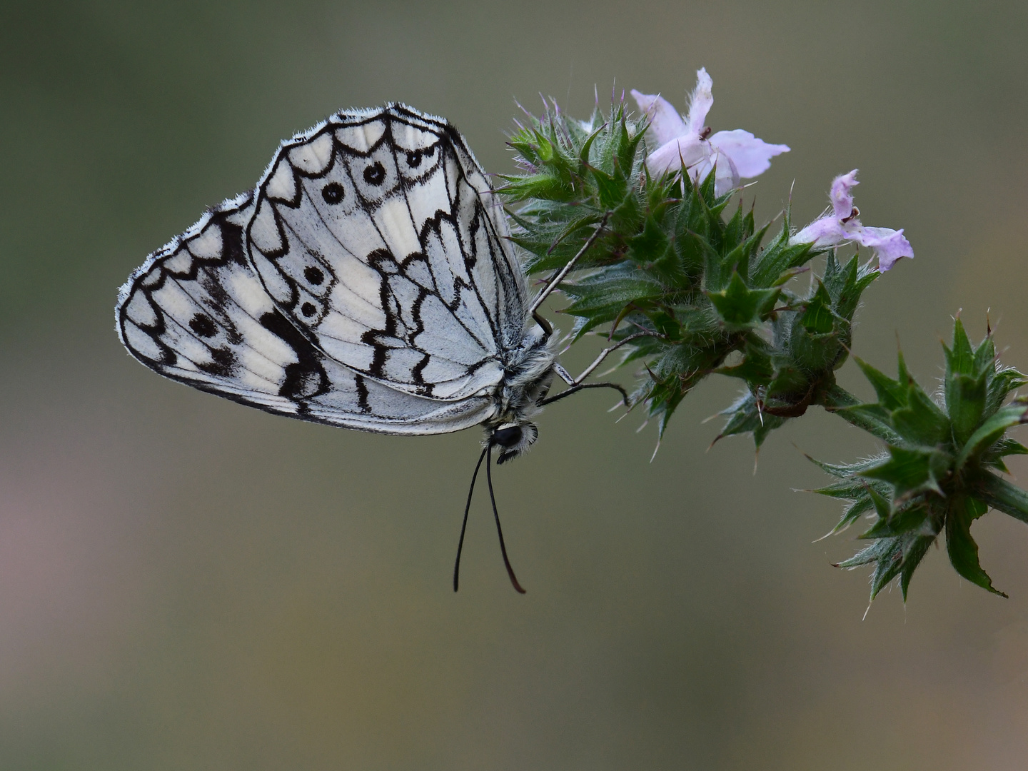 Melanargia larissa