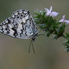 Melanargia larissa