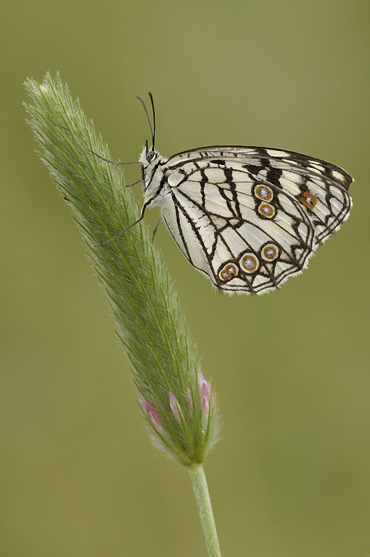 Melanargia occitanica ( para Angela menendez )