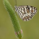 Melanargia occitanica ( para Angela menendez )