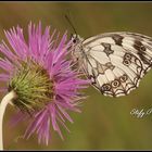 Melanargia on Galactites