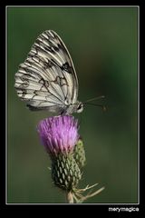 MELANARGIA (PARA IÑIGO MARTIN)