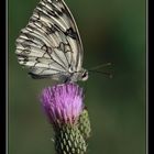 MELANARGIA (PARA IÑIGO MARTIN)