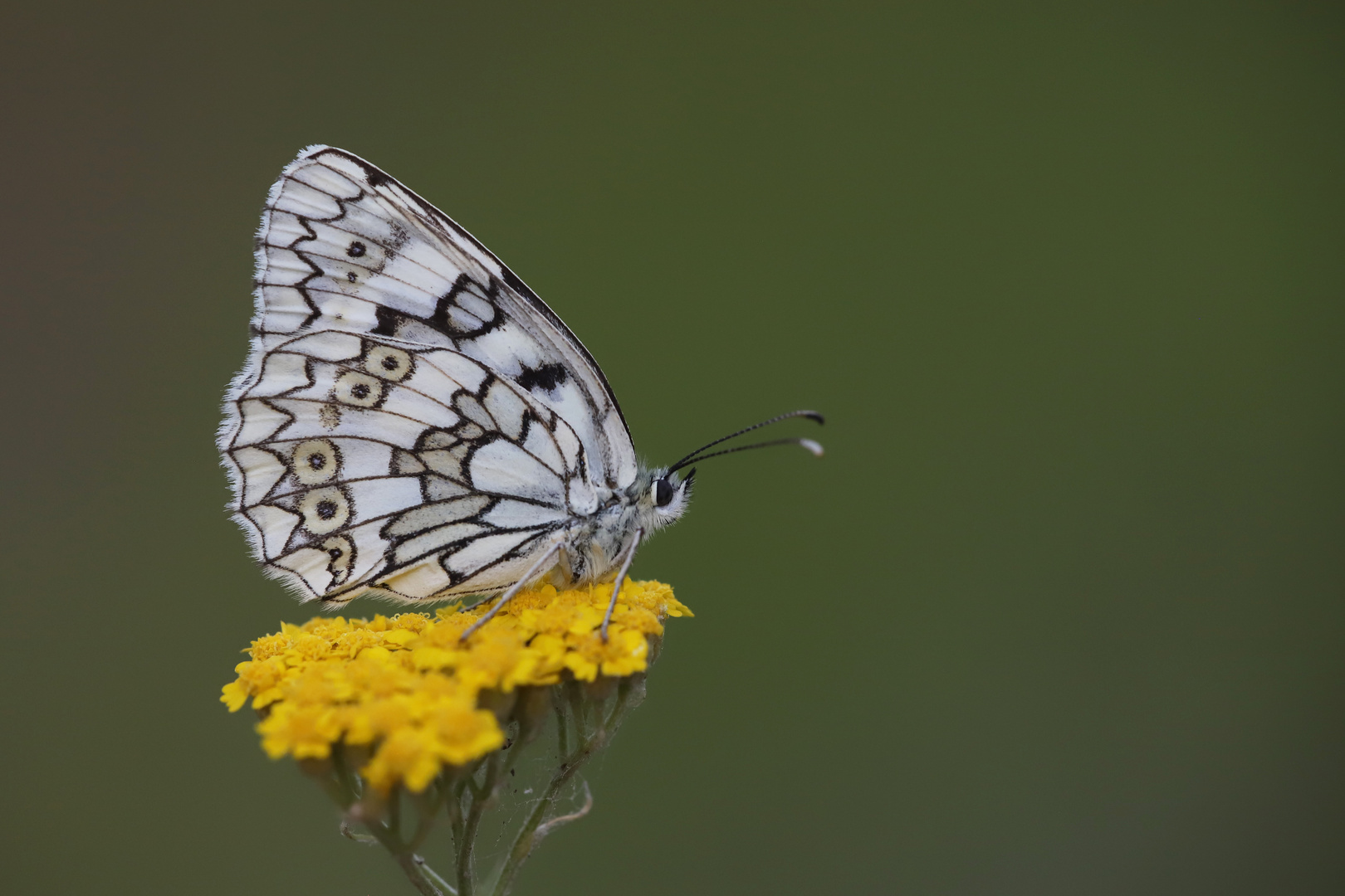 Melanargia russiae » Esper’s Marbled White