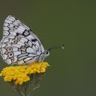 Melanargia russiae » Esper’s Marbled White