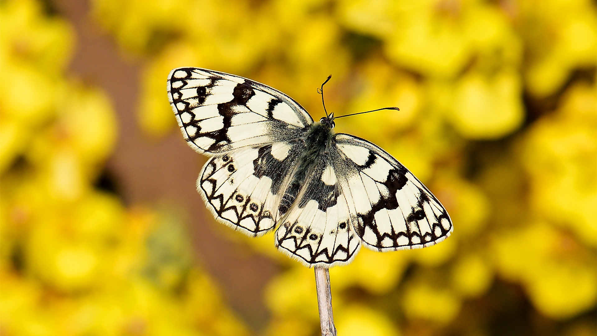 Melanargia russiae Foto & Bild | sommer, outdoor, makro Bilder auf ...