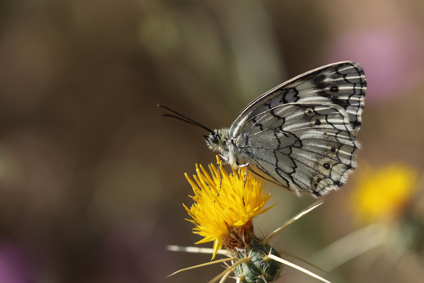 Melanargia syriaca » Syrian Marbled White