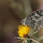 Melanargia syriaca » Syrian Marbled White