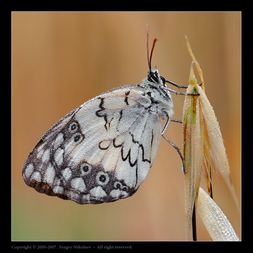 Melanargia titea