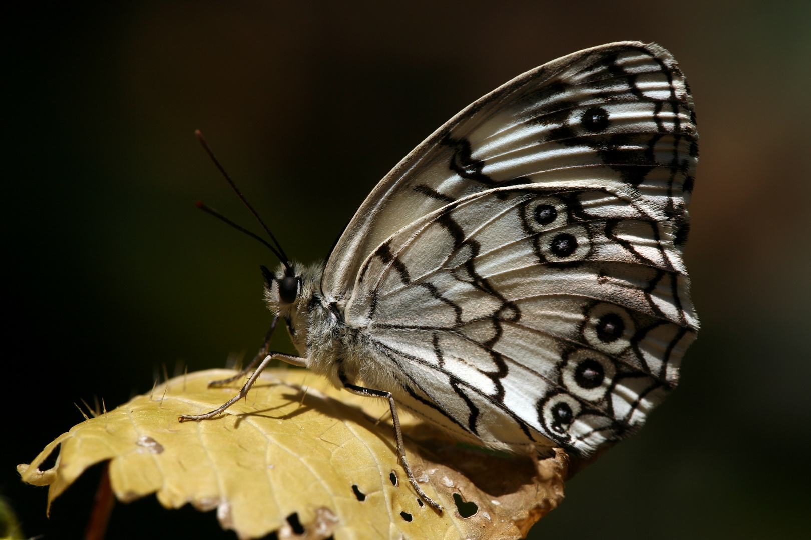 Melanargia titea » Levantine Marbled White