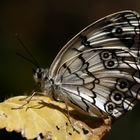 Melanargia titea » Levantine Marbled White