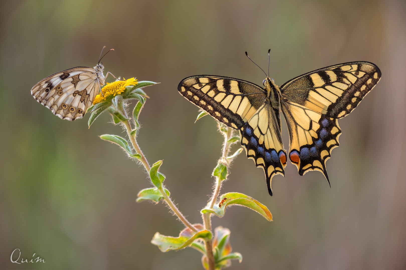 Melanargia&Macaón