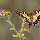 Melanargia&Macaón