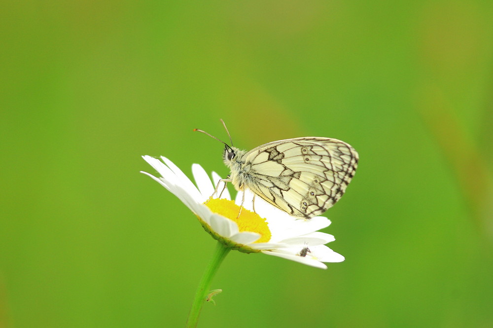 Melanaria galathea