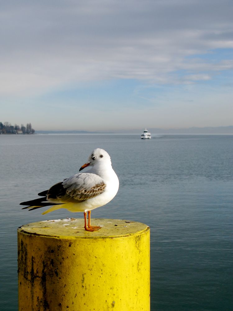 Melancholic Larus Michahellis by N0b0dy 