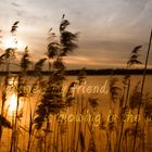 melancholic mood at the lake