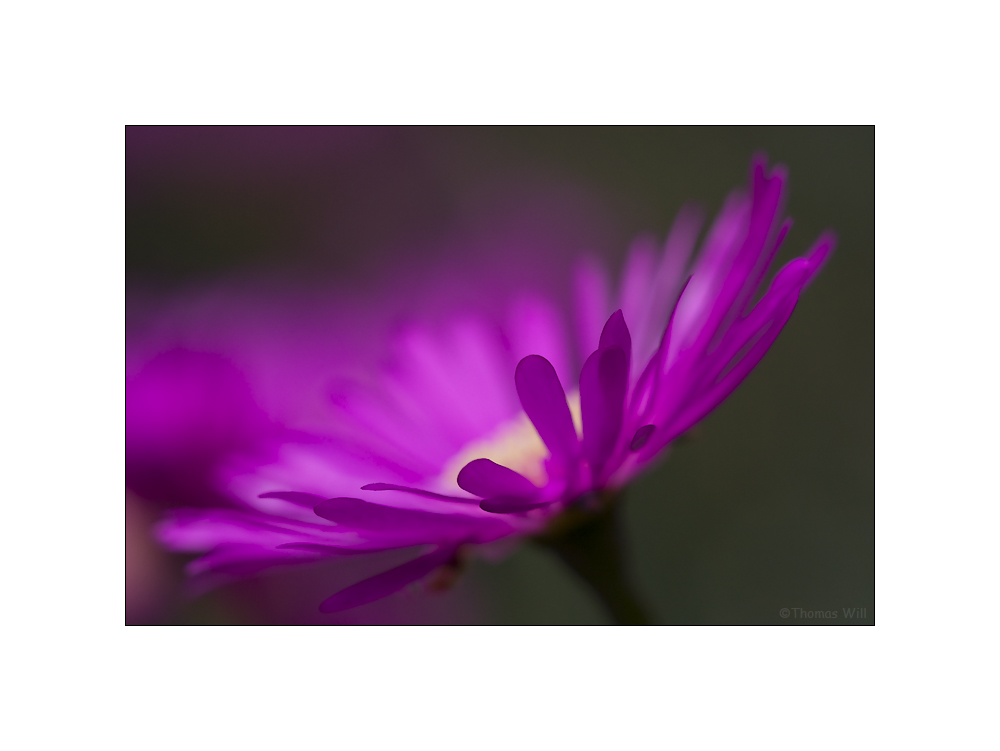 [ Melancholie ] Foto & Bild naturkreativ, [ nature ], natur Bilder