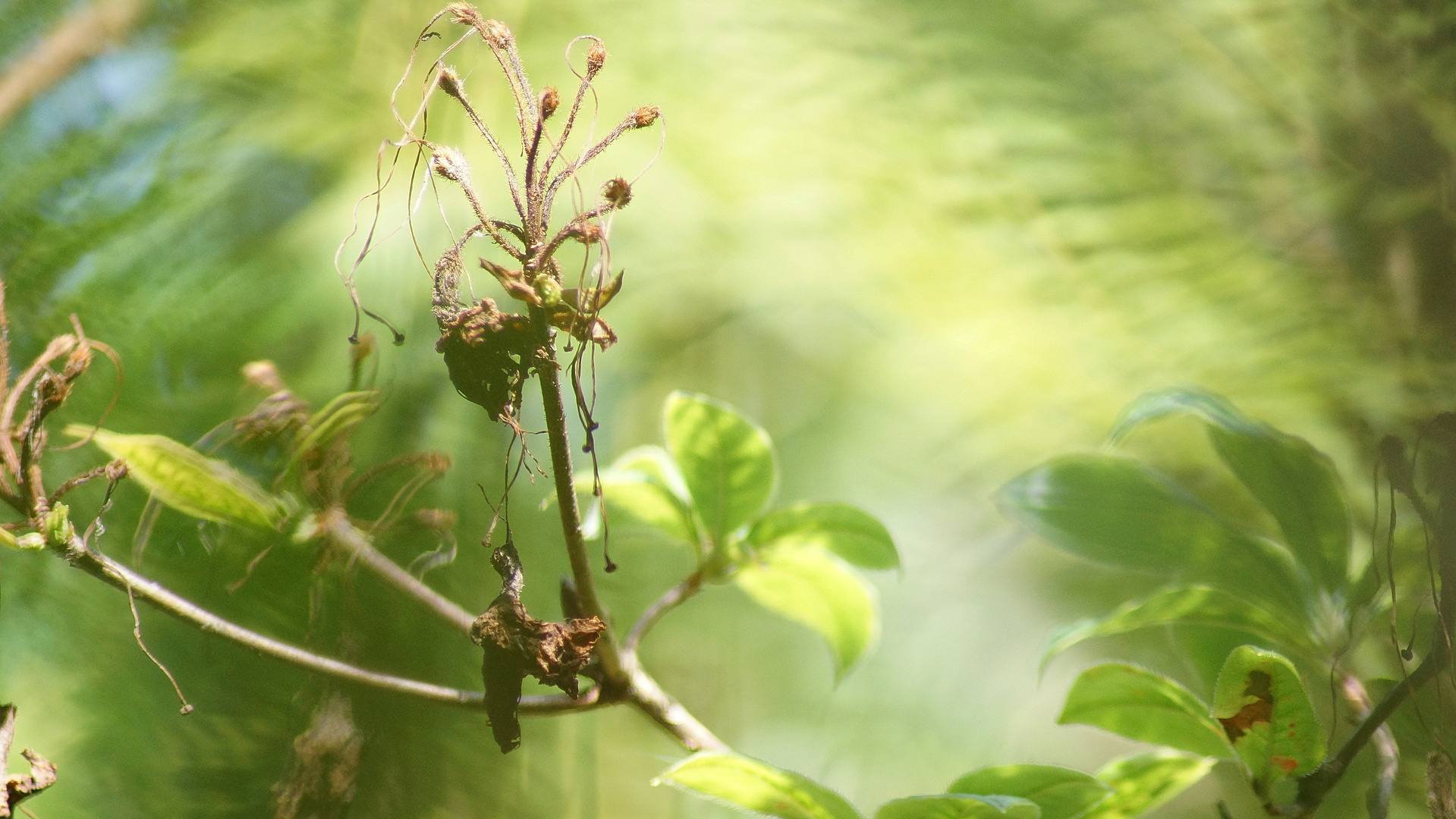 Melancholie Foto & Bild abstraktes, naturmakros, fotokunst Bilder