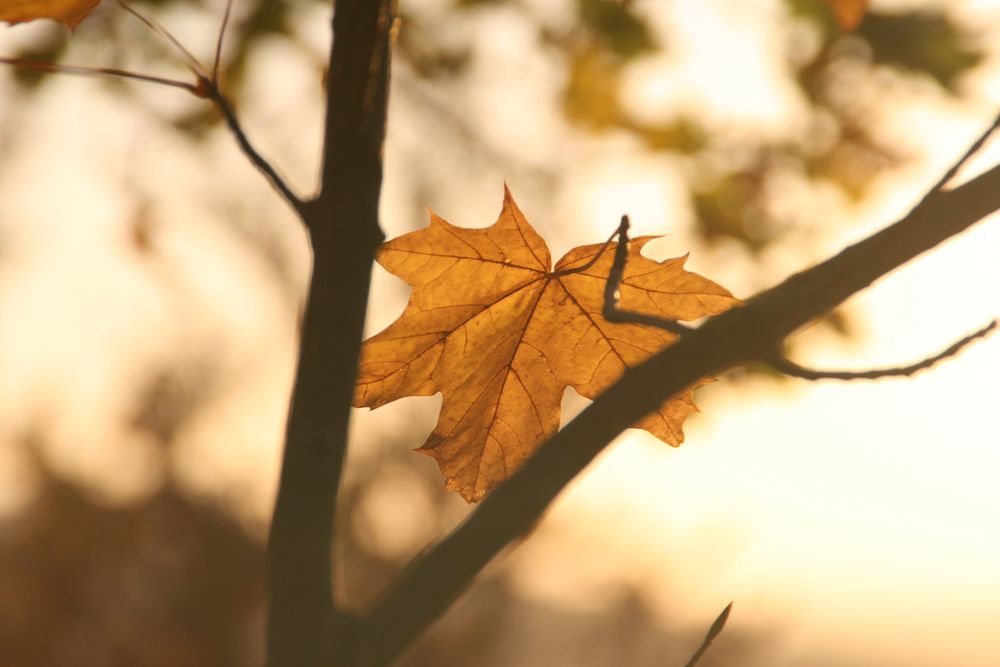 Melancholie Foto & Bild baum, natur, herbst Bilder auf
