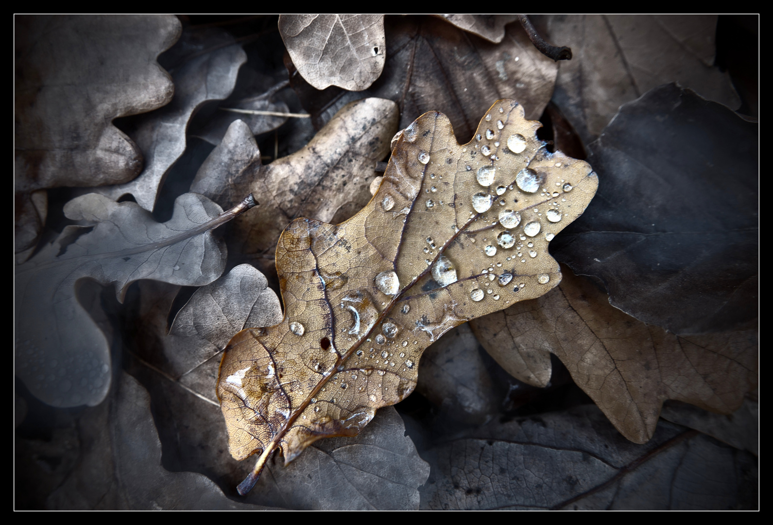 ~ Melancholie des Herbstes ~