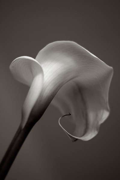 Melancholie einer Calla