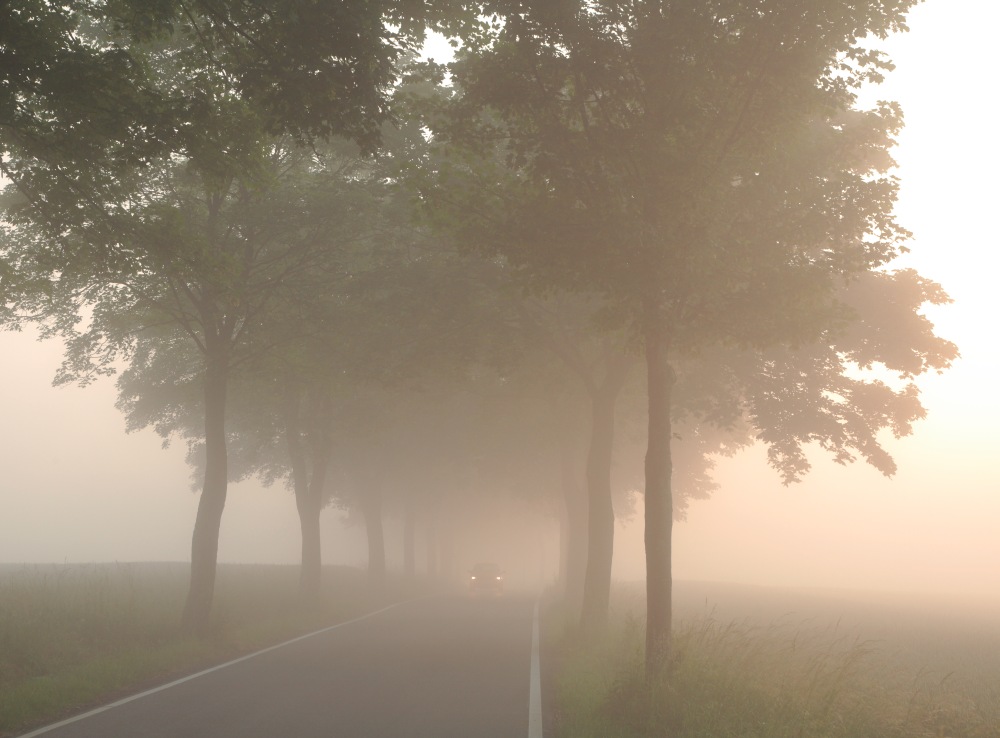 Melancholie im morgendlichen Nebel