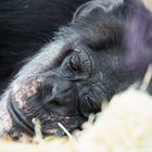 Melancholie - Zoo Karlsruhe