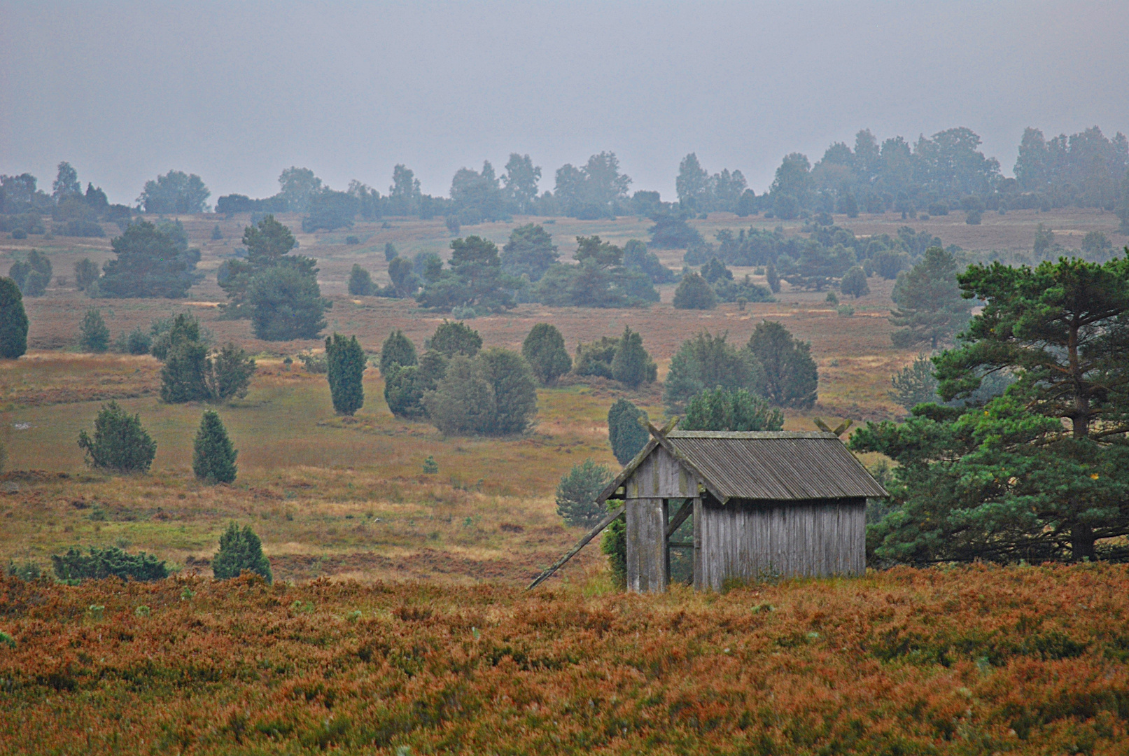 melancholische Heide...