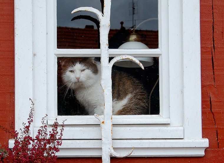 Melancholische Katze