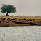 Melancholische Landschaft am Niger