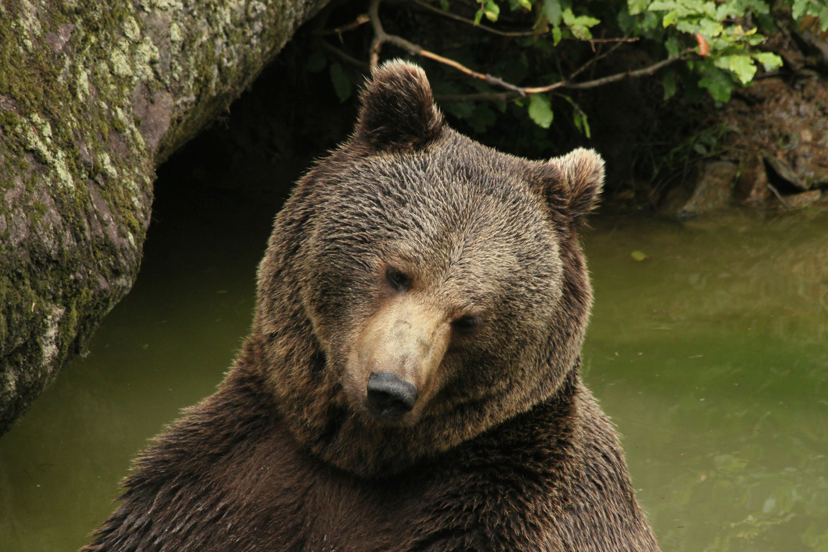 Melancholischer Braunbär