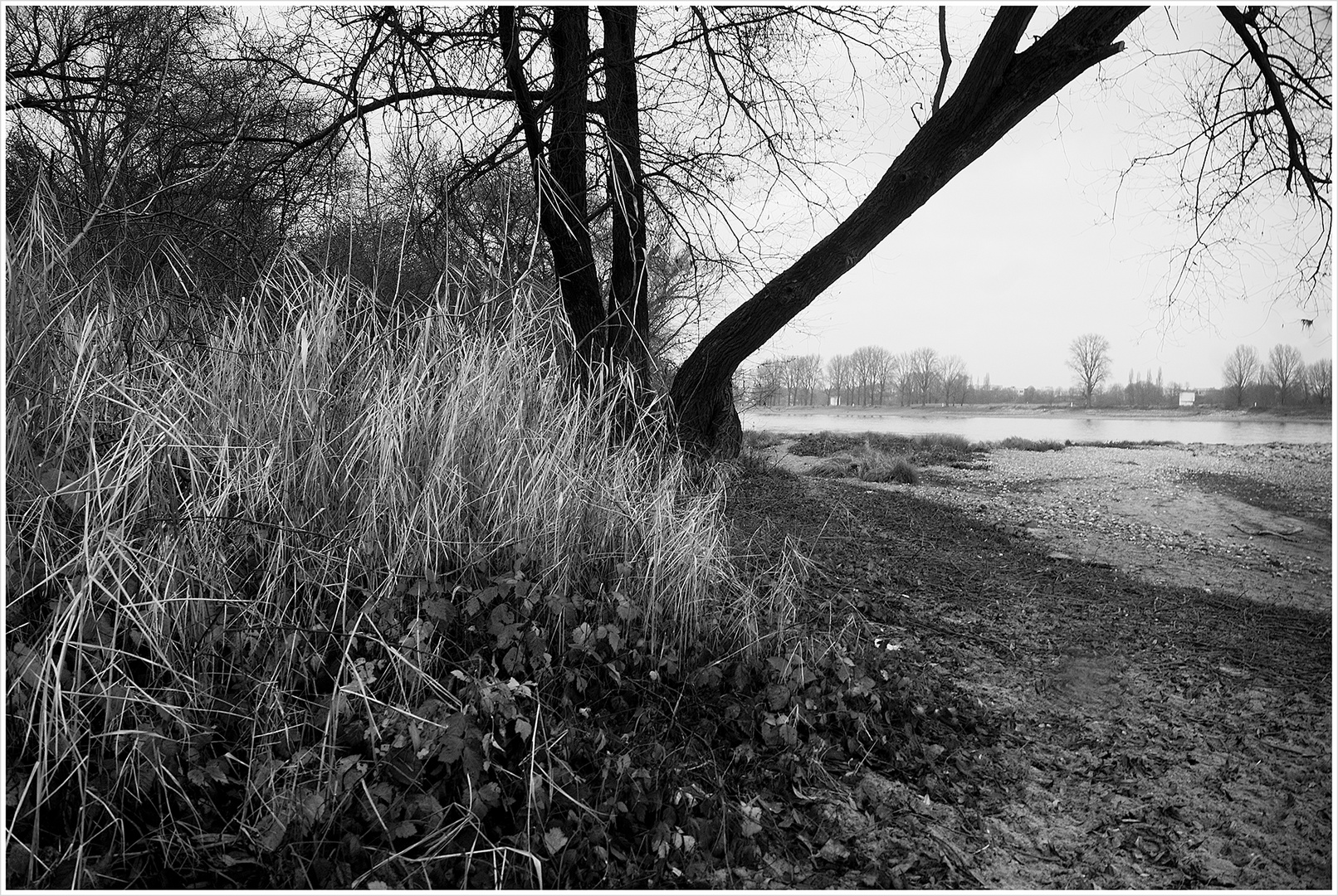 Melancholisches Rheinufer hinter Fühlingen