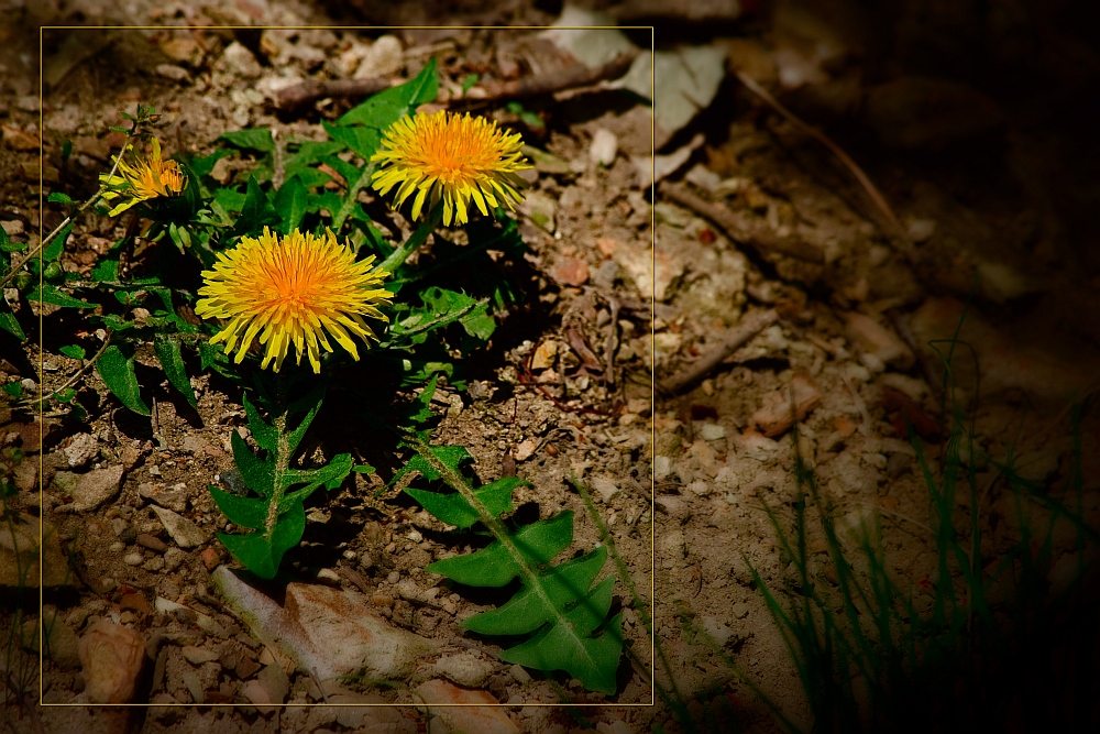 melancholy dandelion