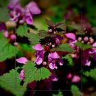 melancholy dead-nettle