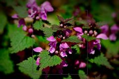 melancholy dead-nettle