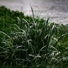 melancholy grass