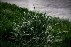 melancholy grass