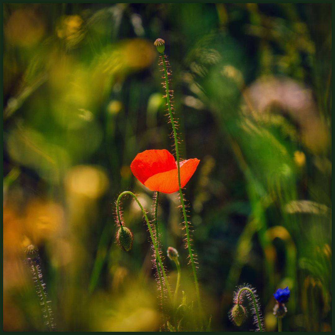 Melange Foto & Bild pflanzen, pilze & flechten, landschaft, blüten