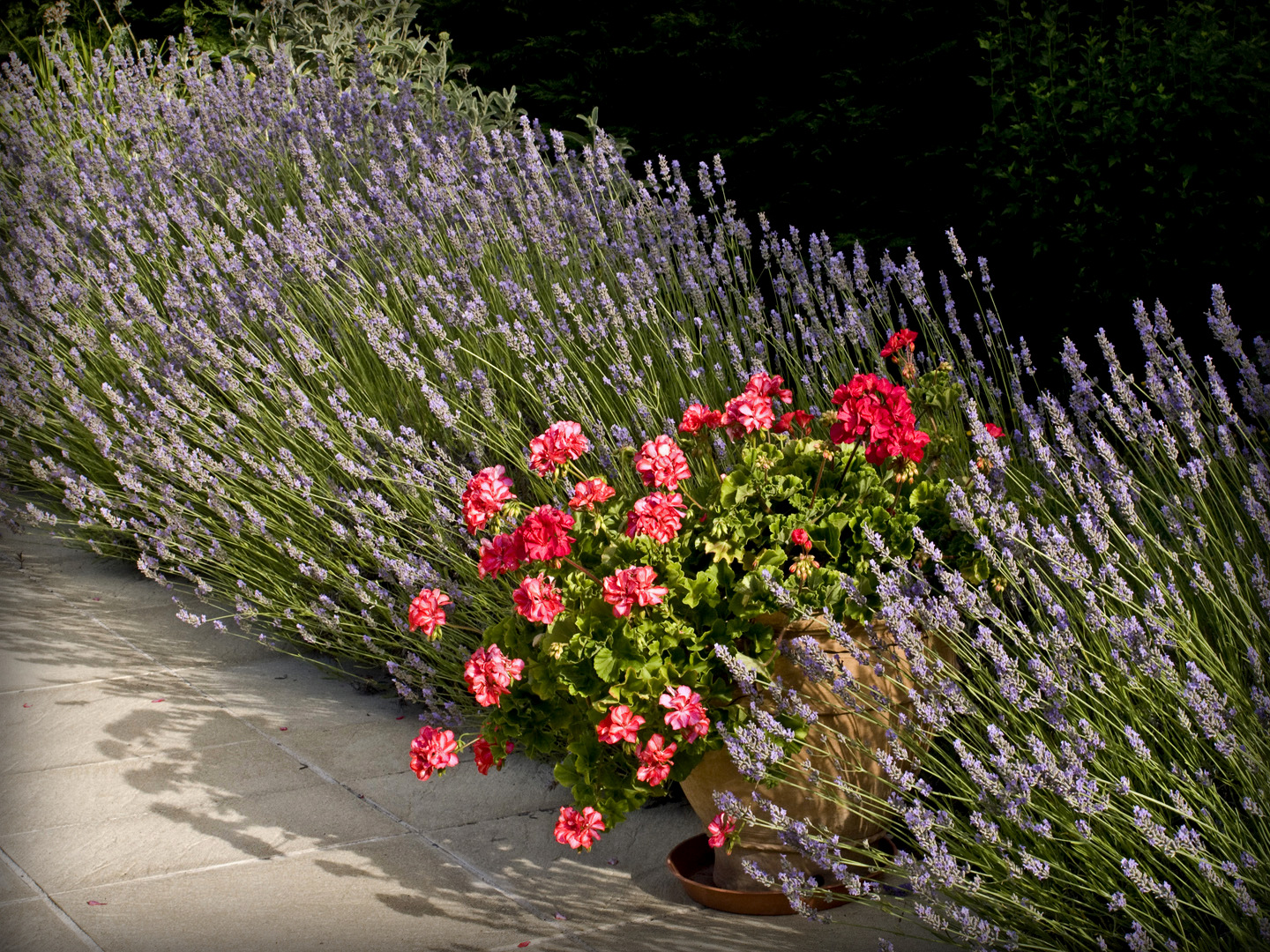  Mélange de couleurs estivales  --  Farbenmischung im Sommer