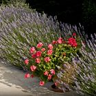  Mélange de couleurs estivales  --  Farbenmischung im Sommer